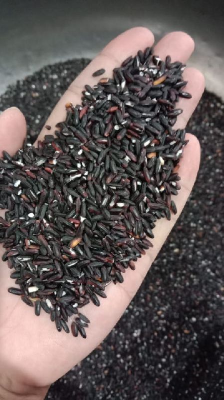 Dark-black Hard Natural Black Rice, For Human Consumption, Food, Cooking, Packaging Type : Pp Bags