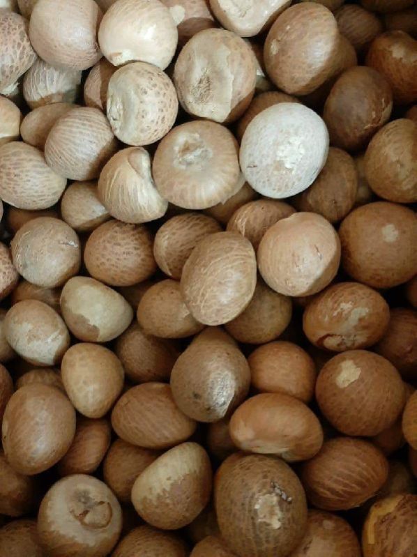 Organic Dried Betel Nuts, for Ayurvedic Formulation, Medicine, Packaging Type : Plastic Bag