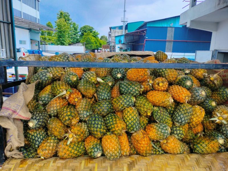 Fruit Pineapple