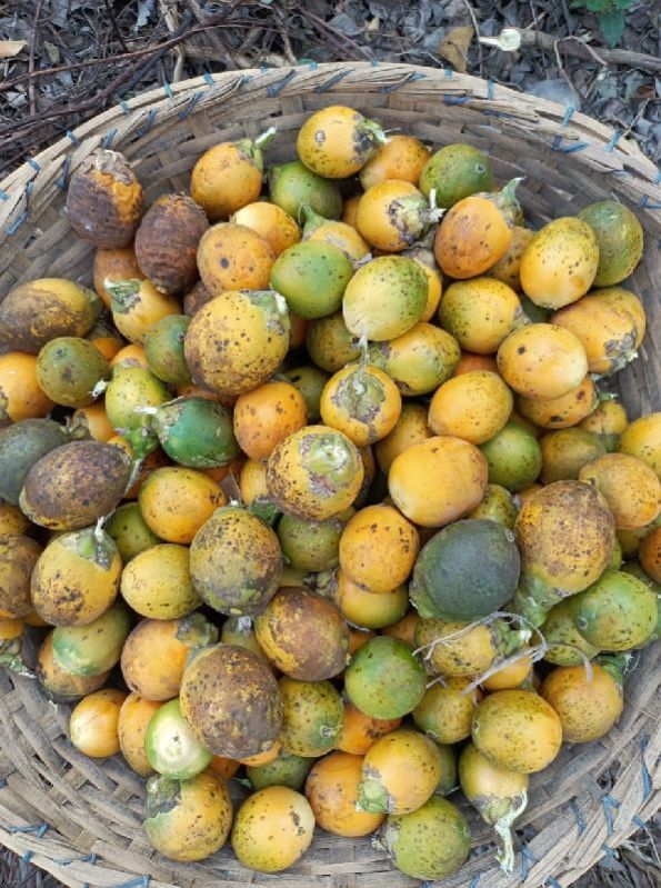 Organic Raw Betel Nuts, for Ayurvedic Formulation, Food, Medicine, Packaging Type : Plastic Bags