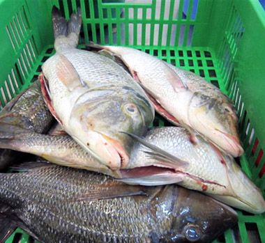 Frozen Emperor Fish, for Cooking, Food, Human Consumption, Making Medicine, Making Oil, Feature : Non Harmful