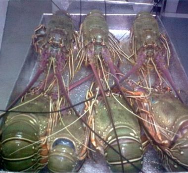 Frozen Sand Lobster Fish, for Cooking, Food, Human Consumption, Making Medicine, Feature : Non Harmful