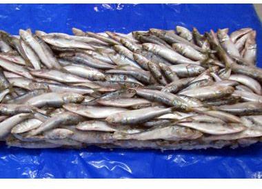 Frozen Sardine Fish