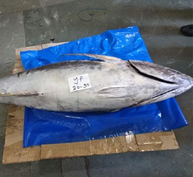 Frozen Yellowfin Tuna Fish