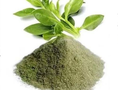 Andrographis Paniculata Extract