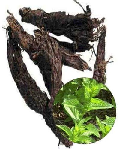 Nardostachys Jatamansi Root Extract