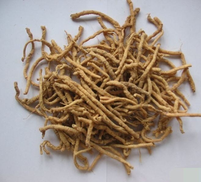 Sida Cordifolia Root Extract, for Medicinal