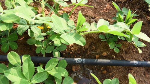 Agricultural Irrigation Tube