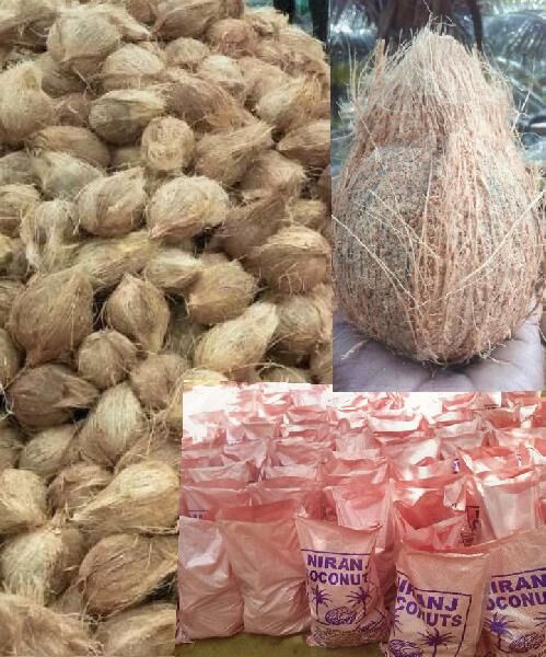 Natural Semi Husked Coconuts, for Free From Impurities, Freshness, Good Taste, Healthy, Easily Affordable