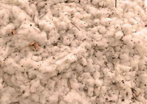Plain Pure Raw Cotton, Feature : Premium Quality