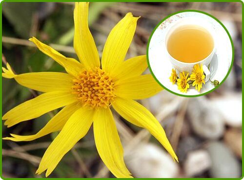 Arnica Extract