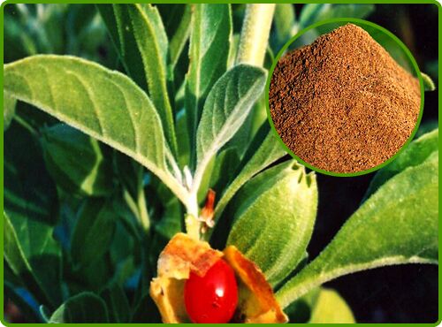 Ashwagandha extract