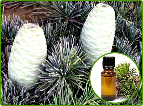 Cedar Wood Oil