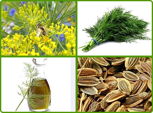  DILL SEED OIL