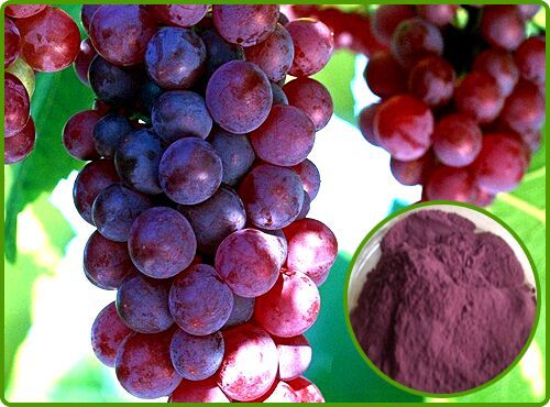 GRAPES EXTRACT