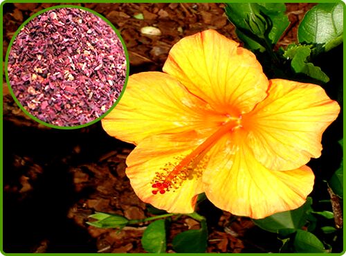 Hibiscus extract, Form : Powder