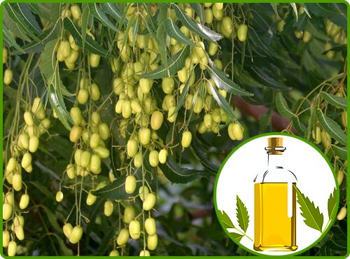  neem oil