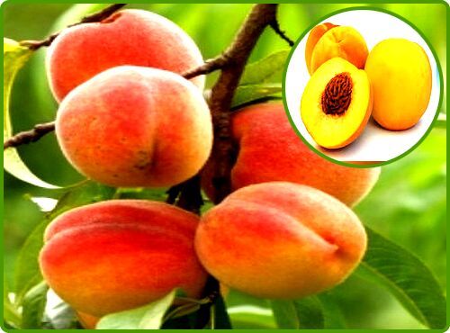 Peach Extract at Best Price in Ghaziabad - ID: 4908874 | Plantae ...