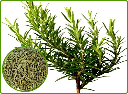 Rosemary Extract, for Skin Care