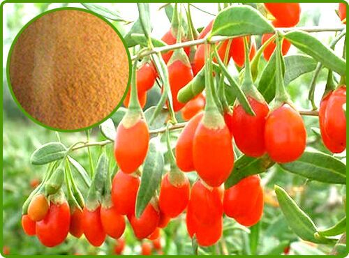 Wolfberry Fruit Extract