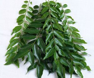 Fresh Curry Leaves
