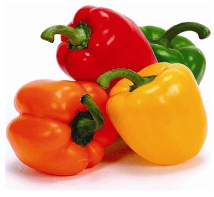 Fresh Capsicum, for Cooking, Packaging Type : Jute Bag