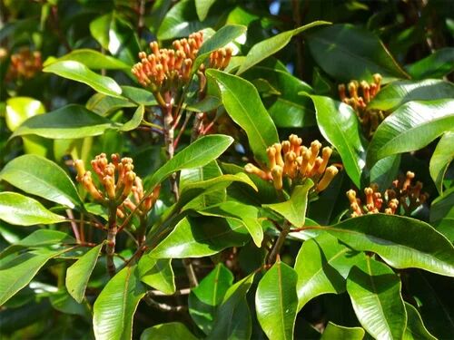 Crude Clove Leaf Oil