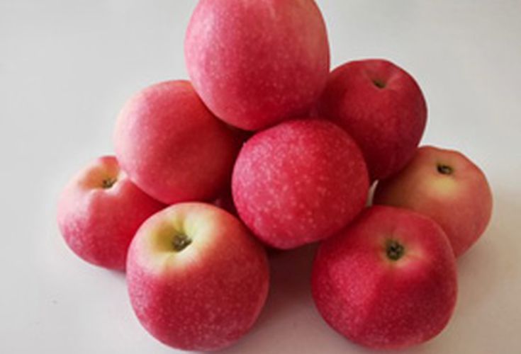 Red Organic Fresh Apple, for Human Consumption, Packaging Size : 25kg
