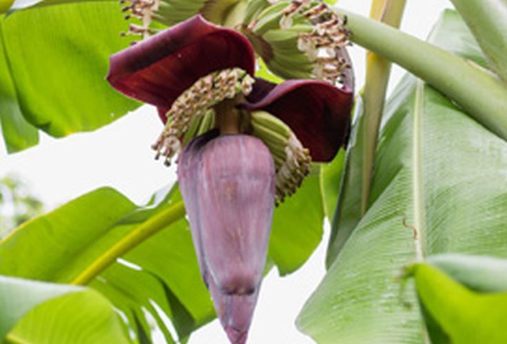 Red Fresh Banana Flower, for Restaurant, Home, Purity : 100%