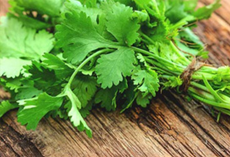 Fresh Coriander, for Cooking, Packaging Type : Packet