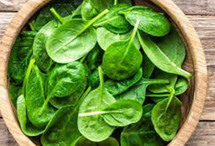 Dark Green Organic Fresh Spinach, for Human Consumption, Cooking, Home, Packaging Size : 25kg