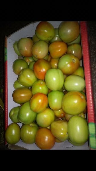 Fresh Tomatoes