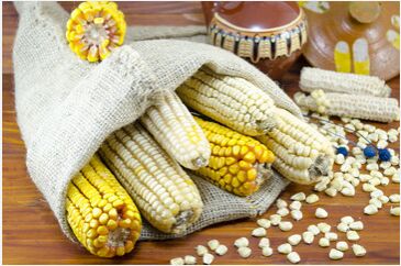 White Maize Seeds, Style : Dry