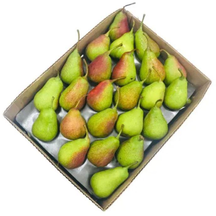 celina pears