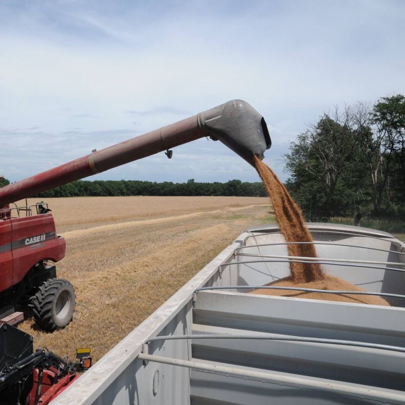 wheat grain