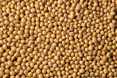 Organic Soybean Seeds