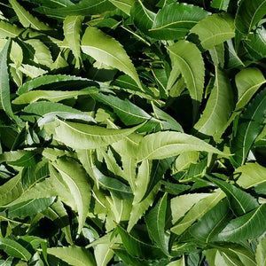 Indian Tea Dried Neem Leaves, for Cosmetic, Medicine, Color : Green