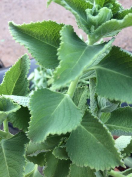 Plectranthus Amboinicus Leaf