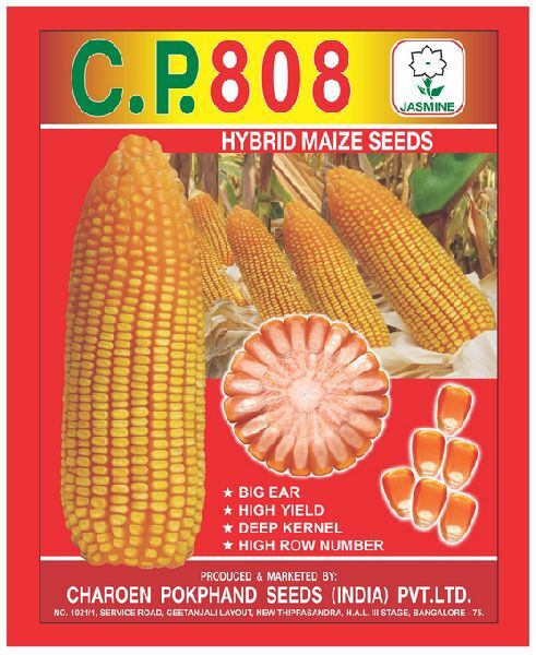 C.P. 808 Hybrid Maize Seeds, Packaging Type : PP Bag