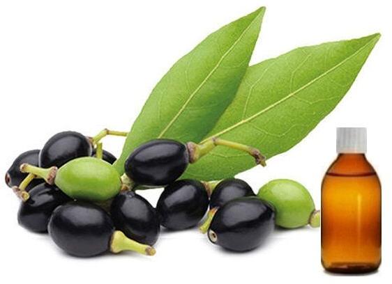 Laurel berry oil, Purity : 100% Pure Organic