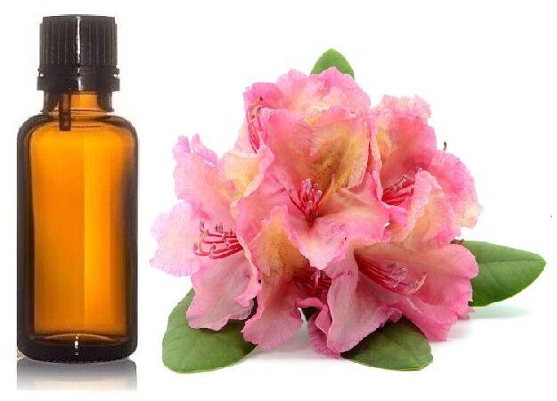 Rhododendron Essential Oil, Purity : 100% Pure Natural
