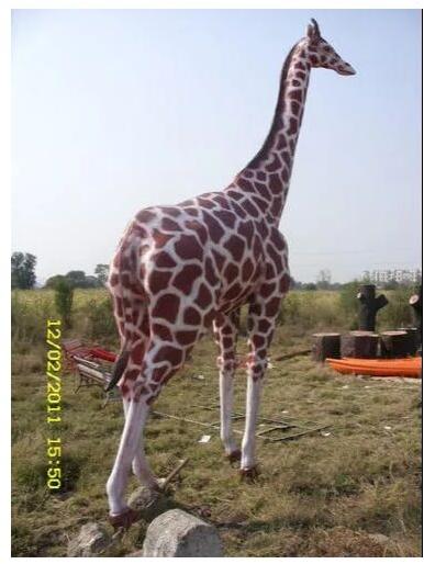 Brown Fibreglass FRP Giraffe Statue, Size : 8ft