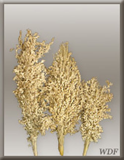 Decorative Corn Grass, Shape : Curly