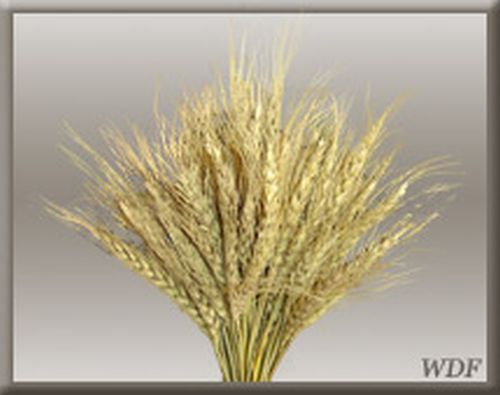 Decorative Wheat Grass, Packaging Type : Plastic Packet