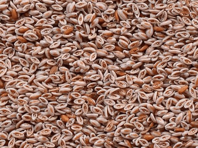 PSYLLIUM SEED, Color : Light Brown to Moderate Brown