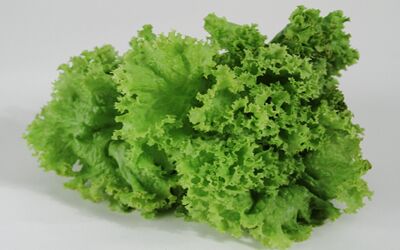 Leafy Iceberg Lettuce