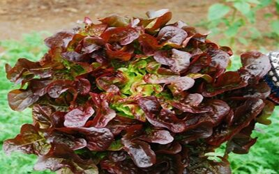 Lettuce Red Oak Leaf