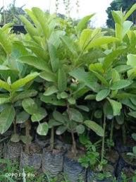 Organic Guava Forestry Plant, for Garden, House, Park, Feature : Fast Growth