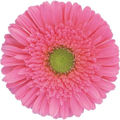 Light Pink Gerbera Flower, for Decorative, Garlands, Vase Displays, Feature : Fresh, Nice Fragrance