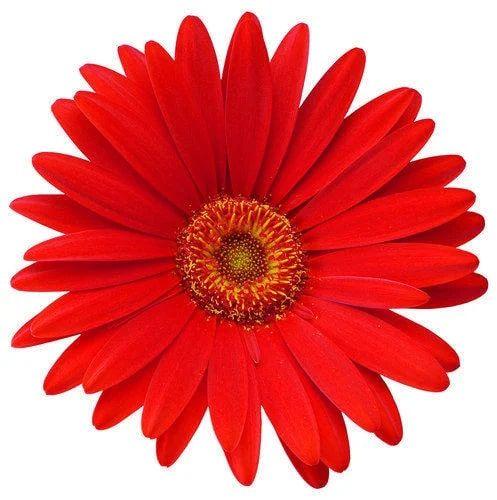 Red Gerbera Flower, for Decorative, Garlands, Vase Displays, Feature : Fresh, Nice Fragrance